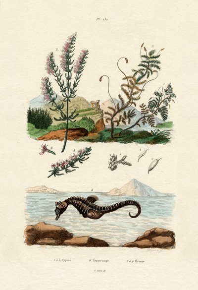 Hipnean, 1833-39 de French School